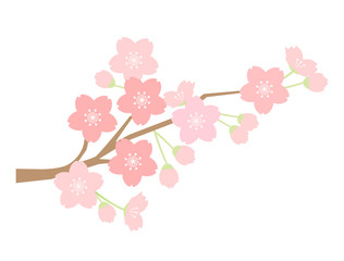 さくら34　桜