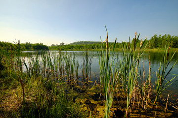 Natur am Geiseltalsee - einem ehemaligen Tagebau - in der Nähe von Merseburg, Sachsen-Anhalt, Deutschland