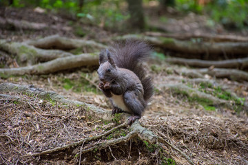 black squirrel gnaws a nut