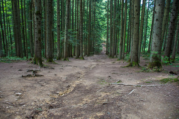 background of tree trunks
