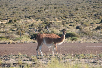 Guanaco
