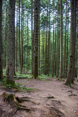 background of tree trunks