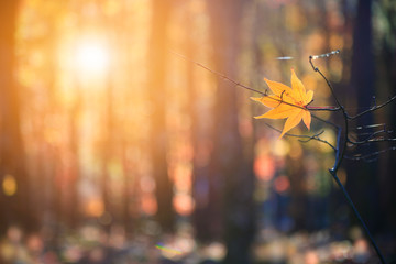 Lonely yellow leaf against background of autumn forest.