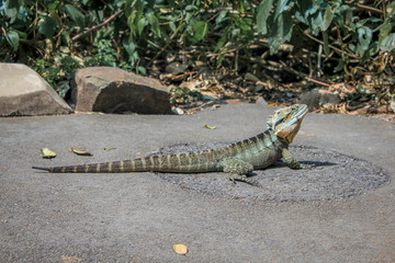 Fototapeta premium Lizard