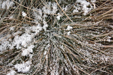 Winter landscape. Dry grass covered with fluffy snow