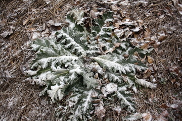 Winter landscape. The rosette of thistle leaves (Cárduus) is covered with snow.