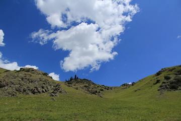 Green hills with fir trees