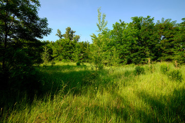 Natur am Geiseltalsee - einem ehemaligen Tagebau - in der Nähe von Merseburg, Sachsen-Anhalt,...