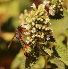 Close up of a potter wasp enjoying nectar from a Catnip flower.