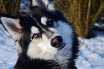 Siberian Husky tilting his head with a snow nose in winter. Pink noses appear due to a loss of pigmentation in winter