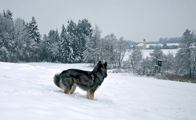 Fototapeta na wymiar Siberian Husky looking in the distance with winter forest in background