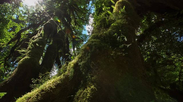 Mossy Big Leaf Maple Rainforest Dolly Timelapse 4k