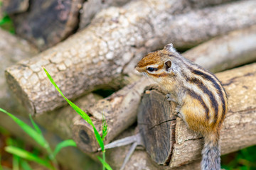 Obraz premium りす物語