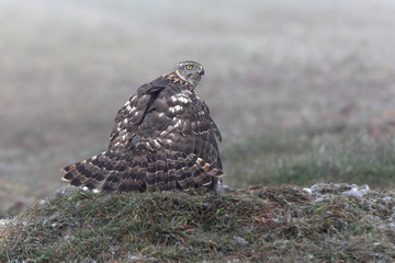 Young female of Northern goshawk, Accipiter gentilis