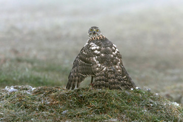 Young female of Northern goshawk, Accipiter gentilis