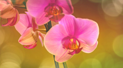 Orchidee, Orchideenblüten