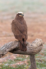 Female of Western marsh harrier, Circus aeroginosus