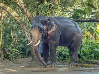 a mahout bathing an elephant with green forest background, Mae Taman elephant village, Mae Tang District, Chiang Mai, northern of Thailand.
