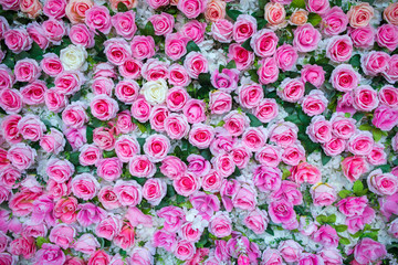 Pink rose background