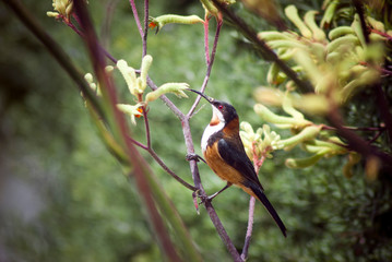 Eastern Spine bill Acanthorhynchus Tenuirostris