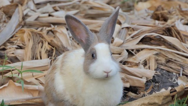 Wild Thai rabbit, domestic rabbit, in wilderness area at national park.
