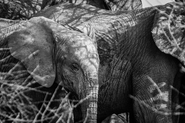 Elefanten Familia in Namibia