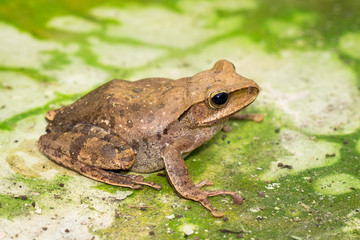 Image of Frog, Polypedates leucomystax,polypedates maculatus. Reptile. Animal.