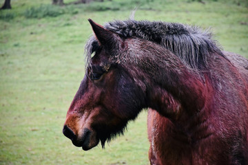 Belgian draught horse in winter