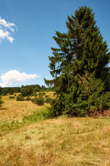 Obraz premium Am Bauersberg, Biosphärenreservat Rhön, Bischofsheim a.d.Rhön, Landkreis Rhön-Grabfeld, Unterfranken, Franken, Bayern, Deutschland.