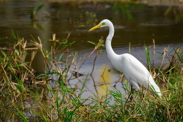 Image of Great Egret(Ardea alba) on the natural background.Large egret or great white heron, White Birds, Animal.