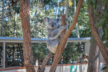 Koala in a tree © Florian
