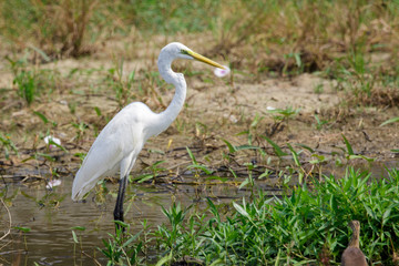 Image of Great Egret(Ardea alba) on the natural background.Large egret or great white heron, White Birds, Animal.