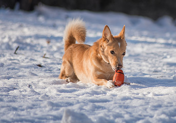 Red dog on the street