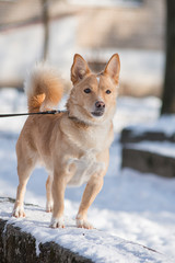 Red dog on the street