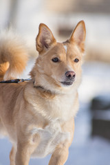 portrait, close-up of a red dog