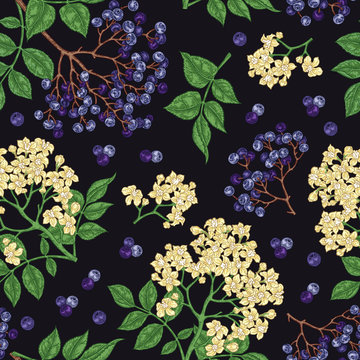 Elderberry and elderflower seamless pattern. Hand drawn sambucus flowers, leaves and berries. Vector illustration vintage.