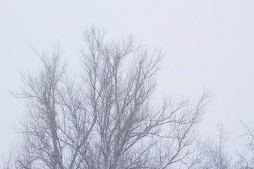 Fototapeta na wymiar Showfall and Fog effect Beautiful Winter landscape scene background with snowfall Beauty winter backdrop Snowy forest Branches with snow Winter pattern or background.