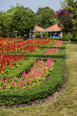 flower garden in the park