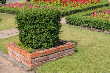 mini tree in the garden