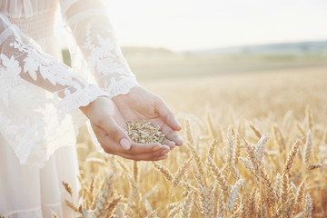 Harvest, close up of girl hands holding wheat grains. Agriculture and prosperity concept