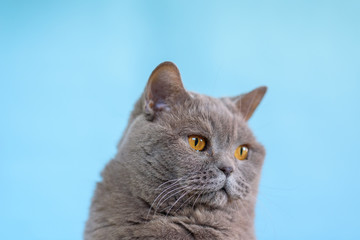 Cute British Shorthair cat on blue background.