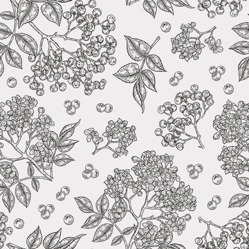 Elderberry and elderflower seamless pattern. Hand drawn sambucus flowers, leaves and berries. Vector illustration vintage.