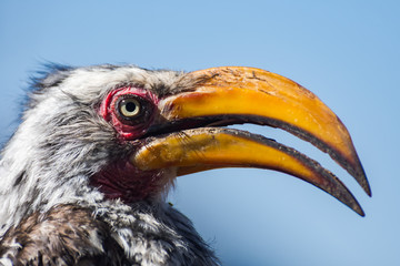 Obraz premium Toko / Nashhornvogel in Namibia