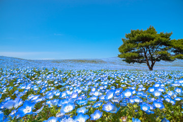 Mountain, Tree and Nemophila (baby blue eyes flowers) field, blue flower carpet