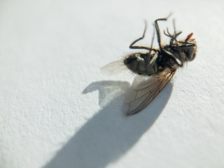 Dead fly on the white