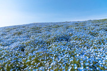 Nemophila (baby blue eyes flowers), flower field, blue flower carpet