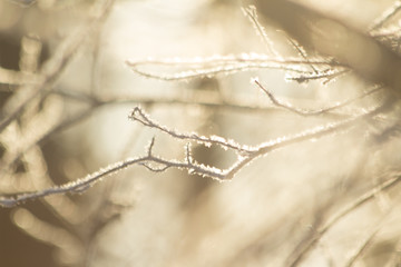 branch of a tree in winter