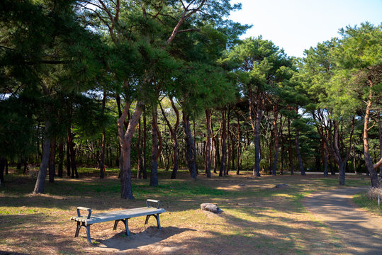 Wooden bench in the nature park, benches with iron forged legs and wooden seats for relaxing, in the background is green grass and tall needle-leaved trees