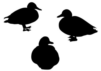 Wild ducks flock on white background