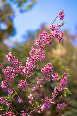 Cherry Blossom or Sakura flower on nature background at Chiang Mai Thailand